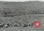 Image plantation de banane Hawaii USA, 1916, de la seconde 52 séquences d'archives historiques vidéo 65675022624