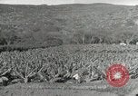 Image plantation de banane Hawaii USA, 1916, de la seconde 54 séquences d'archives historiques vidéo 65675022624