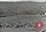 Image plantation de banane Hawaii USA, 1916, de la seconde 55 séquences d'archives historiques vidéo 65675022624