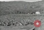 Image plantation de banane Hawaii USA, 1916, de la seconde 58 séquences d'archives historiques vidéo 65675022624