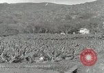 Image plantation de banane Hawaii USA, 1916, de la seconde 59 séquences d'archives historiques vidéo 65675022624