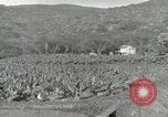 Image plantation de banane Hawaii USA, 1916, de la seconde 60 séquences d'archives historiques vidéo 65675022624