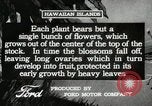 Image plantation de banane Hawaii USA, 1916, de la seconde 62 séquences d'archives historiques vidéo 65675022624
