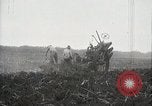 Standbild Zuckerrohr Felder Hawaii USA, 1916, aus Sekunde 6 historischem Filmmaterial Videoclip 65675022626
