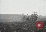 Standbild Zuckerrohr Felder Hawaii USA, 1916, aus Sekunde 10 historischem Filmmaterial Videoclip 65675022626