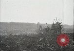 Standbild Zuckerrohr Felder Hawaii USA, 1916, aus Sekunde 11 historischem Filmmaterial Videoclip 65675022626