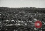 Standbild Zuckerrohr Felder Hawaii USA, 1916, aus Sekunde 19 historischem Filmmaterial Videoclip 65675022626