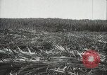 Standbild Zuckerrohr Felder Hawaii USA, 1916, aus Sekunde 22 historischem Filmmaterial Videoclip 65675022626