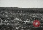 Standbild Zuckerrohr Felder Hawaii USA, 1916, aus Sekunde 24 historischem Filmmaterial Videoclip 65675022626
