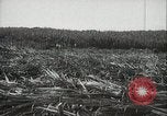 Standbild Zuckerrohr Felder Hawaii USA, 1916, aus Sekunde 25 historischem Filmmaterial Videoclip 65675022626