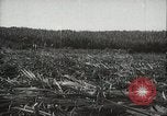 Standbild Zuckerrohr Felder Hawaii USA, 1916, aus Sekunde 27 historischem Filmmaterial Videoclip 65675022626
