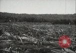 Standbild Zuckerrohr Felder Hawaii USA, 1916, aus Sekunde 28 historischem Filmmaterial Videoclip 65675022626