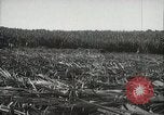 Standbild Zuckerrohr Felder Hawaii USA, 1916, aus Sekunde 29 historischem Filmmaterial Videoclip 65675022626