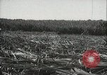 Standbild Zuckerrohr Felder Hawaii USA, 1916, aus Sekunde 30 historischem Filmmaterial Videoclip 65675022626