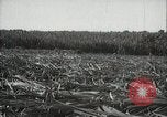 Standbild Zuckerrohr Felder Hawaii USA, 1916, aus Sekunde 31 historischem Filmmaterial Videoclip 65675022626