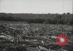 Standbild Zuckerrohr Felder Hawaii USA, 1916, aus Sekunde 32 historischem Filmmaterial Videoclip 65675022626