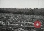 Standbild Zuckerrohr Felder Hawaii USA, 1916, aus Sekunde 33 historischem Filmmaterial Videoclip 65675022626