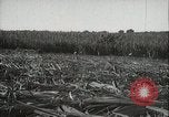 Standbild Zuckerrohr Felder Hawaii USA, 1916, aus Sekunde 34 historischem Filmmaterial Videoclip 65675022626
