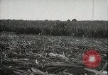 Standbild Zuckerrohr Felder Hawaii USA, 1916, aus Sekunde 35 historischem Filmmaterial Videoclip 65675022626