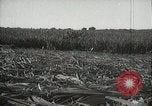 Standbild Zuckerrohr Felder Hawaii USA, 1916, aus Sekunde 36 historischem Filmmaterial Videoclip 65675022626