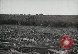 Standbild Zuckerrohr Felder Hawaii USA, 1916, aus Sekunde 37 historischem Filmmaterial Videoclip 65675022626