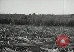 Standbild Zuckerrohr Felder Hawaii USA, 1916, aus Sekunde 38 historischem Filmmaterial Videoclip 65675022626