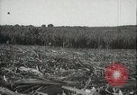 Standbild Zuckerrohr Felder Hawaii USA, 1916, aus Sekunde 39 historischem Filmmaterial Videoclip 65675022626
