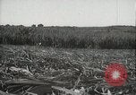 Standbild Zuckerrohr Felder Hawaii USA, 1916, aus Sekunde 40 historischem Filmmaterial Videoclip 65675022626