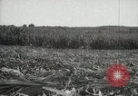 Standbild Zuckerrohr Felder Hawaii USA, 1916, aus Sekunde 41 historischem Filmmaterial Videoclip 65675022626