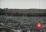 Standbild Zuckerrohr Felder Hawaii USA, 1916, aus Sekunde 42 historischem Filmmaterial Videoclip 65675022626