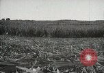 Standbild Zuckerrohr Felder Hawaii USA, 1916, aus Sekunde 43 historischem Filmmaterial Videoclip 65675022626