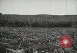 Standbild Zuckerrohr Felder Hawaii USA, 1916, aus Sekunde 44 historischem Filmmaterial Videoclip 65675022626
