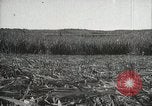 Standbild Zuckerrohr Felder Hawaii USA, 1916, aus Sekunde 45 historischem Filmmaterial Videoclip 65675022626