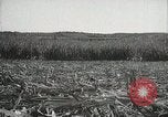 Standbild Zuckerrohr Felder Hawaii USA, 1916, aus Sekunde 46 historischem Filmmaterial Videoclip 65675022626