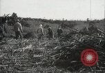 Standbild Zuckerrohr Felder Hawaii USA, 1916, aus Sekunde 48 historischem Filmmaterial Videoclip 65675022626