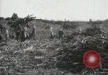 Standbild Zuckerrohr Felder Hawaii USA, 1916, aus Sekunde 49 historischem Filmmaterial Videoclip 65675022626