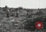 Standbild Zuckerrohr Felder Hawaii USA, 1916, aus Sekunde 50 historischem Filmmaterial Videoclip 65675022626