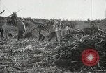 Standbild Zuckerrohr Felder Hawaii USA, 1916, aus Sekunde 51 historischem Filmmaterial Videoclip 65675022626