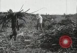 Standbild Zuckerrohr Felder Hawaii USA, 1916, aus Sekunde 52 historischem Filmmaterial Videoclip 65675022626