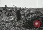 Standbild Zuckerrohr Felder Hawaii USA, 1916, aus Sekunde 53 historischem Filmmaterial Videoclip 65675022626