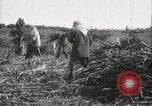 Standbild Zuckerrohr Felder Hawaii USA, 1916, aus Sekunde 54 historischem Filmmaterial Videoclip 65675022626