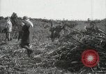 Standbild Zuckerrohr Felder Hawaii USA, 1916, aus Sekunde 55 historischem Filmmaterial Videoclip 65675022626