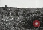 Standbild Zuckerrohr Felder Hawaii USA, 1916, aus Sekunde 56 historischem Filmmaterial Videoclip 65675022626
