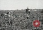 Standbild Zuckerrohr Felder Hawaii USA, 1916, aus Sekunde 57 historischem Filmmaterial Videoclip 65675022626