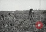 Standbild Zuckerrohr Felder Hawaii USA, 1916, aus Sekunde 58 historischem Filmmaterial Videoclip 65675022626