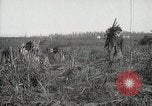 Standbild Zuckerrohr Felder Hawaii USA, 1916, aus Sekunde 59 historischem Filmmaterial Videoclip 65675022626