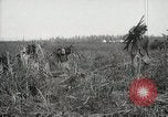 Standbild Zuckerrohr Felder Hawaii USA, 1916, aus Sekunde 60 historischem Filmmaterial Videoclip 65675022626