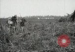 Standbild Zuckerrohr Felder Hawaii USA, 1916, aus Sekunde 62 historischem Filmmaterial Videoclip 65675022626
