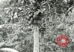 Image of sailing and palm trees Hawaii USA, 1937, second 33 stock footage video 65675022651