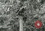 Image of sailing and palm trees Hawaii USA, 1937, second 34 stock footage video 65675022651
